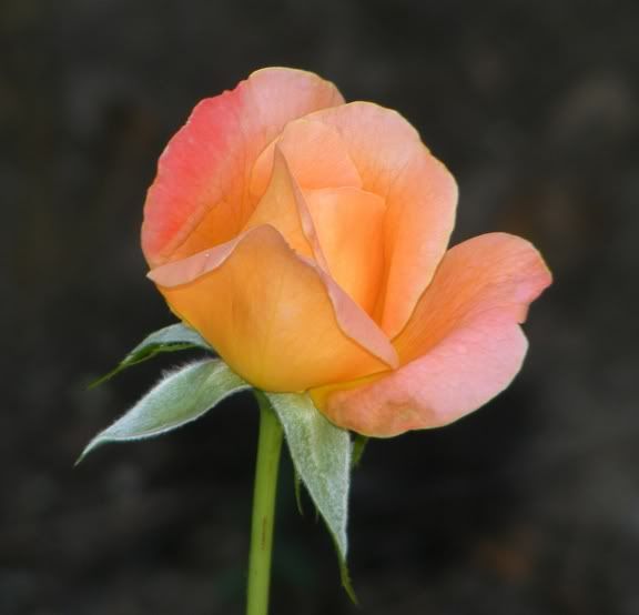 English Sonnet bud 1